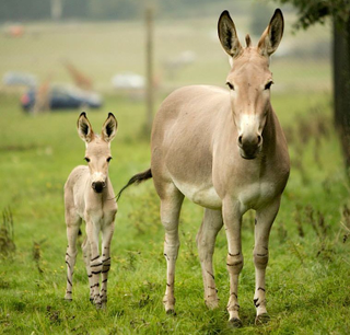 Illustration for article titled ZOMG BABY SOMALI WILD ASS FOALS! & Immature Fun With Punctuation